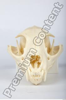 Skull Lion 0001